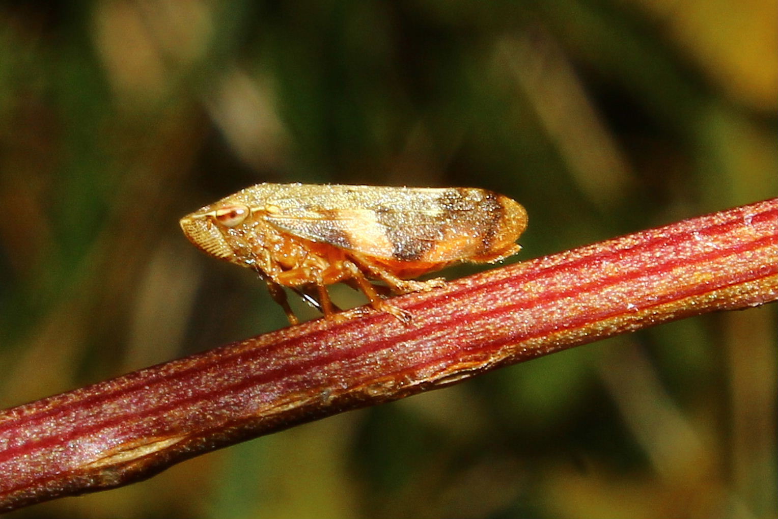 Aphrophora alni, Liguria